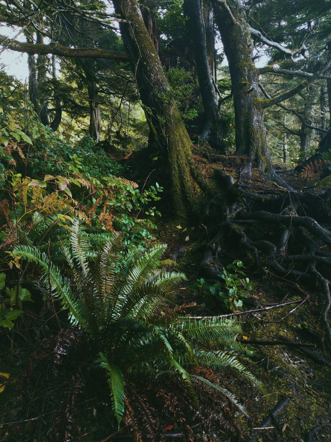 Lush green ferns grow around tree trunks on the forest floor.